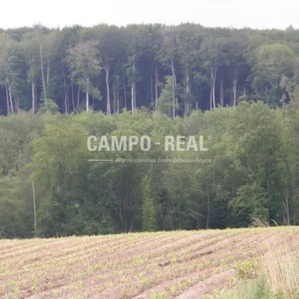 CAMPO-LAND- und FORSTWIRTSCHAFT: ca. 10 ha Wald und 7 ha Acker - regionale Produkte produzieren - nachwachsende Zinsen - BAUMSPAREN - die neue internationale Anlageform - Region Wienerwald - Bild 3