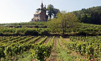 Bad Vöslau: 3 Zimmer + Loggia an den Weinbergen