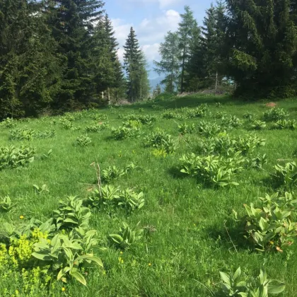 +++ 8,6 ha Wald und Weide mit Aussichts- Panoramalage am Fuße des Blasenkogels +++ - Bild 2