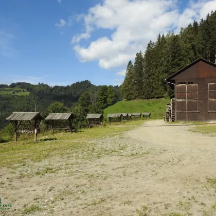 Pachtjagd - ca. 2.000 ha zentral in Österreich - Bild 3