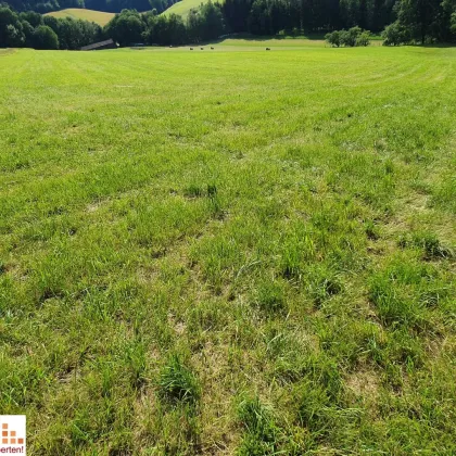 SONNENTAGE GENIESSEN! Landwirtschaftliche Grundstücke für Freizeit- und Hobbyaktivitäten zu verpachten! - Bild 3