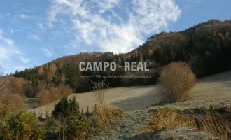 CAMPO-LAND- UND FORSTWIRTSCHAFT: ca. 8 ha Wald und 4,5 ha Wiese - neuer Preis! - Nachwachsende Zinsen - BAUMSPAREN - die neu internationale Anlageform - Pielachtal - arrondiert