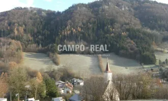 CAMPO-LAND- UND FORSTWIRTSCHAFT: ca. 8 ha Wald und 4,5 ha Wiese - neuer Preis! - Nachwachsende Zinsen - BAUMSPAREN - die neu internationale Anlageform - Pielachtal - arrondiert