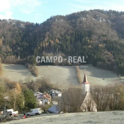 CAMPO-LAND- UND FORSTWIRTSCHAFT: ca. 8 ha Wald und 4,5 ha Wiese - neuer Preis! - Nachwachsende Zinsen - BAUMSPAREN - die neu internationale Anlageform - Pielachtal - arrondiert - Bild 3