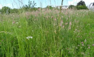 7041 Wulkaprodersdorf schöner 648 m² Süd Grund in ruhiger Ortsrandlage!