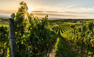 7,0% Rendite - Traumhaftes Winzerhaus / Kellerstöckl inmitten des Südoststeirischen Weinlandes - Neuer Preis