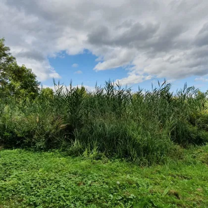 Preisreduktion! Nationalpark Neusiedlersee - Baugrundstück für die Errichtung eines Einfamilienhauses oder Doppelhauses - Bild 3