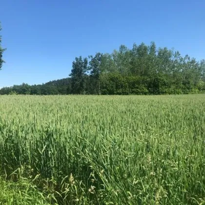 NEUER PREIS Baugründe mit herrlicher Aussicht! Nur noch ein Grundstück zu haben!!! - Bild 2