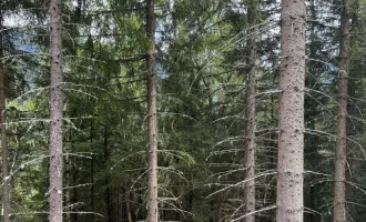 60 ha Wald Murau - Umgebung