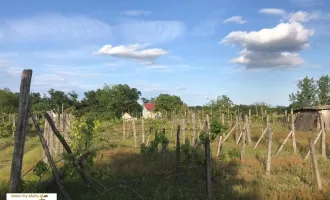 Träume eines Winzers • Weingut in Ungarn mit Einfamilienhaus