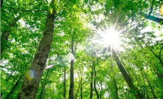 15. Min vor Wien. - Wohn-Baugrund in ruhiger und naturnaher Wohnlage. - Wald direkt anschließend.