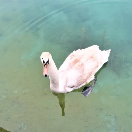 Einzigartige Rarität!!! Wohnen am Badesee mit bester Trinkwasserqualität in absoluter Ruhelage - Bild 3