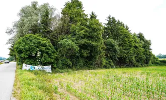 Bauerwartungsland mit Altbestand in Enns