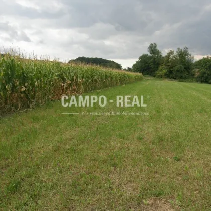 CAMPO LAND- U. FORSTWIRTSCHAFT: Hochwasserfreier Bauernhof - Pferdefreunde aufgepasst - 12,7 ha Acker und 10 ha Wald samt Bauernhaus - Bild 2