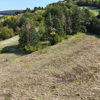 Rarität! 3.300m² Wienerwald-Baugrund in Alleinlage - 20 Minuten von Wien entfernt - Bild 3