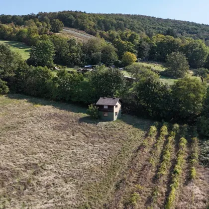 Rarität! 3.300m² Wienerwald-Baugrund in Alleinlage - 20 Minuten von Wien entfernt - Bild 2