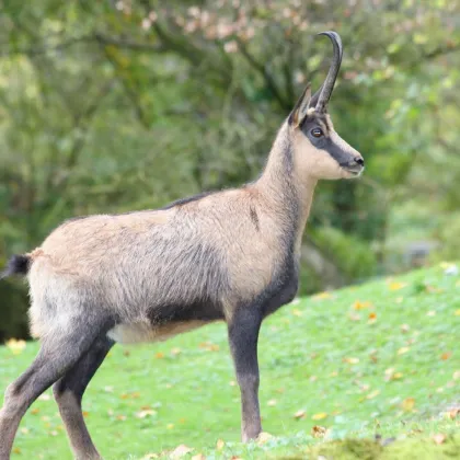 Eigenjagd Kärnten - Wald & Jagdbesitz - Bild 2