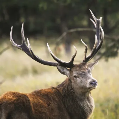 200 ha Eigenjagd Kärnten - Wald & Jagdbesitz - Bild 3