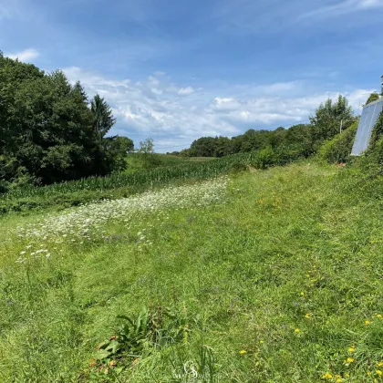 Idyllisches Freiland-Grundstück mit Waldanteil - Bild 3