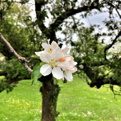 Grundstück in Krems Egelsee - Ruhelage - PROVISIONSFREI !! - Bild 2