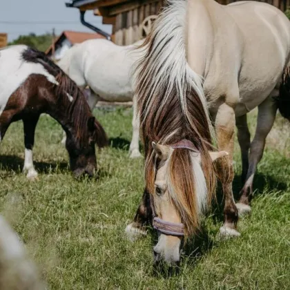 Unsere kleine Farm - Apparthotel , Mehrparteienhaus, Gästehaus mit viel Grundfläche - Bild 2