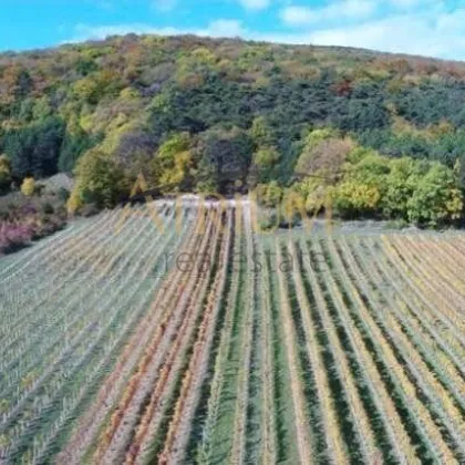 Idyllisch und sonniges 1112 m² große Baugrundstück inmitten von Weinbergen - Bild 3