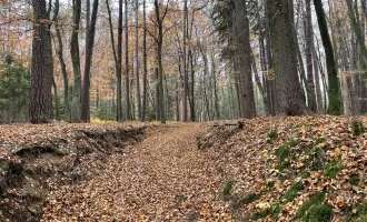 Wald zu verkaufen, Pöls-Dobl-Zwaring, Anleger, Mischwald ca.11.146 m²