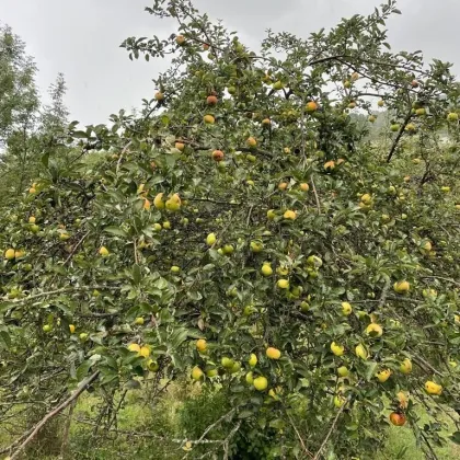 Verwilderter, mit alten  Sorten bestückter Obstgarten  im Moment als Wald gewidmet mit RODUNGSBESCHEID - Bild 3