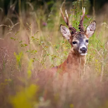 200 ha Eigenjagd Kärnten  - Wald & Jagdbesitz - Bild 2