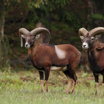 147 ha Eigenjagd - Saujagd mit Mufflon, Rehwild auf 350 ha - Bild 2