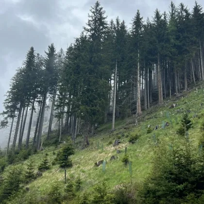 20 ha Forst / Wald als solide Geldanlage - Bild 3