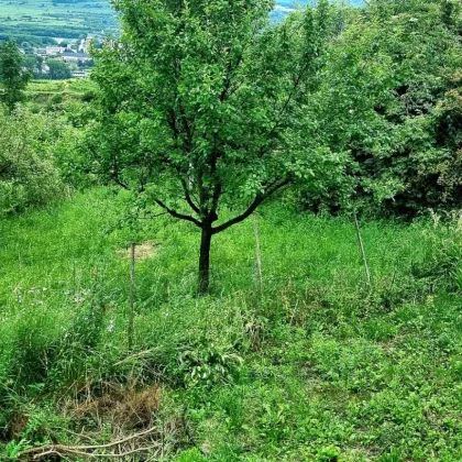 Neuer Preis: Feriengrundstück in den Weinbergen - Bild 3