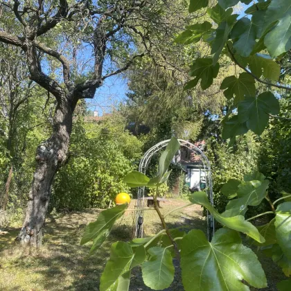 GRUNDSTÜCK MIT ALTBESTAND - GRÜNRUHELAGE NAHE LAINZER TIERGARTEN - Bild 3