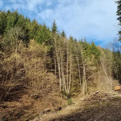 Traumhaftes Landgut mit über 25 ha in Pernegg in der Steiermark ! - Bild 2