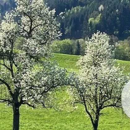 Niedrigenergie-Bungalow - individuell planbar - Lehm für Ihre Wohngesundheit - Bild 3