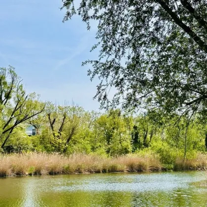 Wunderschöner Eigengrund - direkt am Mühlwasser - ganzjährig wohnen - 1220 Wien - Bild 2