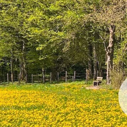 Apfelbaumblüte vor Ihrem Haus im schönen Mostviertel - Baugründe in wunderschöner, sonniger Lage! - Bild 2