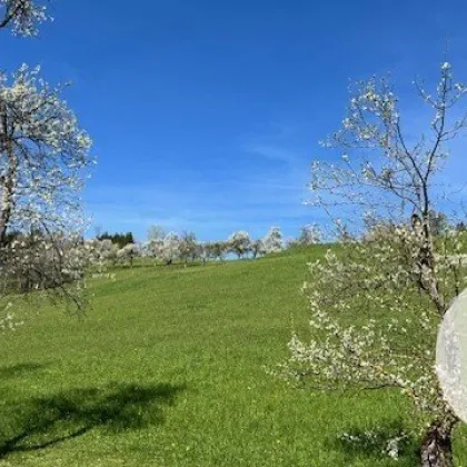 Im Mostviertel blühen wieder die Bäume ... - Baugründe in wunderschöner, sonniger Lage! - Bild 2