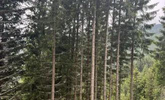 6,7 ha Wald im Zirbenland