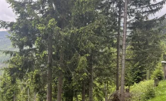 6,7 ha Wald & Weide im Steirischen Zirbenland