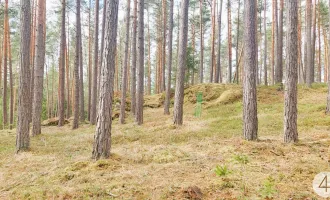 Waldbauer gesucht!