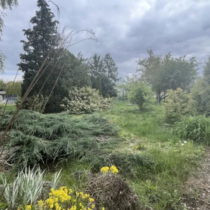 Charmantes Einfamilienhaus mit großem Garten bei Horn - Bild 3