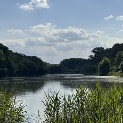 EISVOGEL - Leben im Nationalpark Donauauen nahe Wien - Bild 3