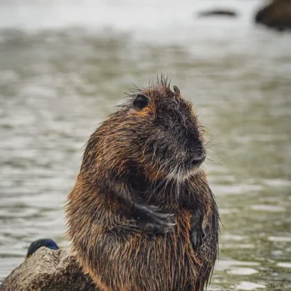 BIBER - Leben im Nationalpark Donauauen nahe Wien - Bild 2