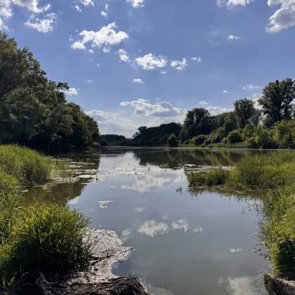 BIBER - Leben im Nationalpark Donauauen nahe Wien - Bild 3