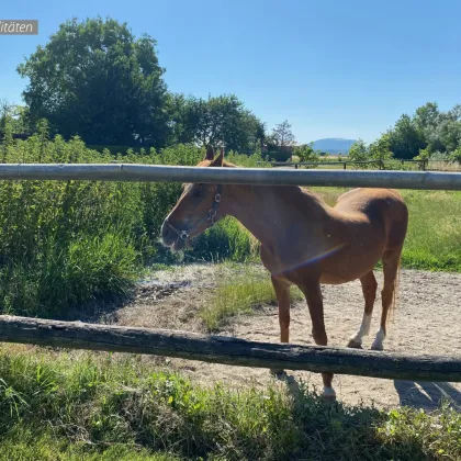 Für Reiter und Pferdeliebhaber, Wohnhaus mit eigenem Reitstall und Koppeln direkt hinter dem Haus - Bild 3