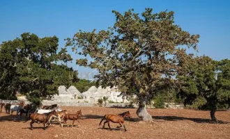 TRULLI AUS DEM 17. JAHRHUNDERT MIT POOL