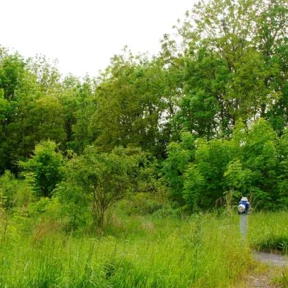 Sonniges Grundstück in Ruhelage Nähe Engelhartstetten - Bild 3