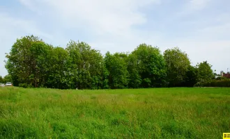 Sonniges Grundstück in Ruhelage Nähe Engelhartstetten