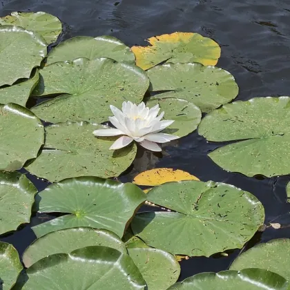 Der Traum vom eigenen Steg in den See wird hier wahr - Bild 2